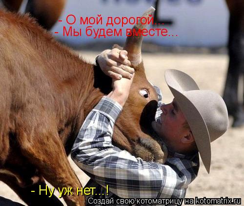 Котоматрица: - О мой дорогой... - Мы будем вместе... - Ну уж нет...!