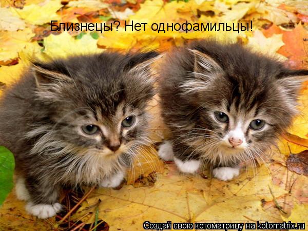 Котоматрица: Близнецы? Нет однофамильцы!