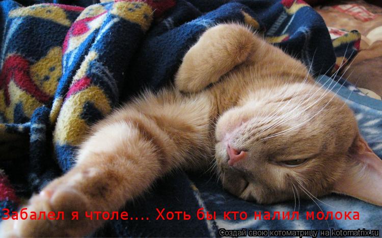 Котоматрица: Забалел я чтоле.... Хоть бы кто налил молока