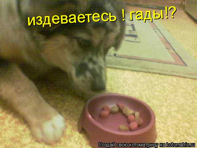Котоматрица: издеваетесь ! гады!?