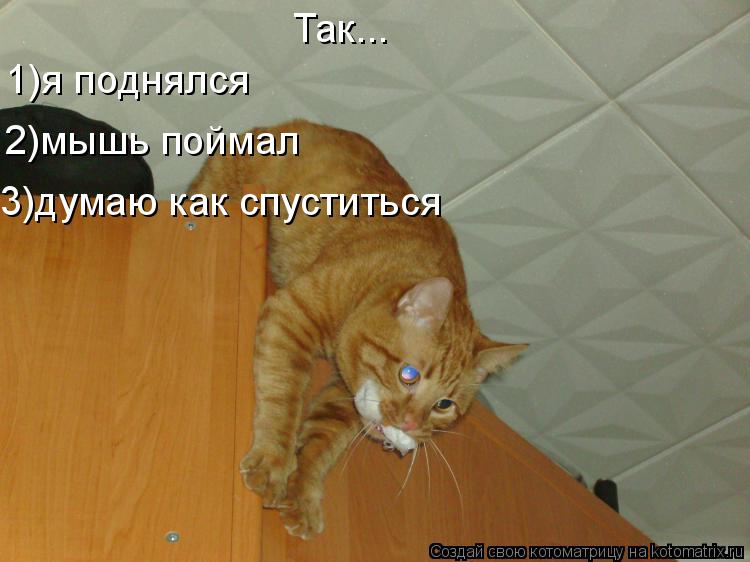 Котоматрица: Так... 1)я поднялся 2)мышь поймал 3)думаю как спуститься