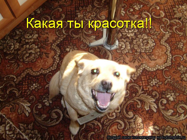 Котоматрица: Какая ты красотка!!