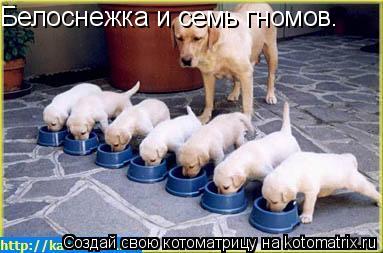 Котоматрица: Белоснежка и семь гномов.