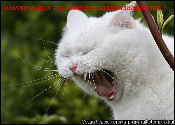 Котоматрица: мамаааа иди сюдаааааааааааааааааааааа
