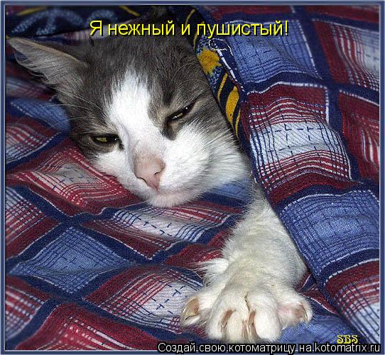 Котоматрица: Я нежный и пушистый!