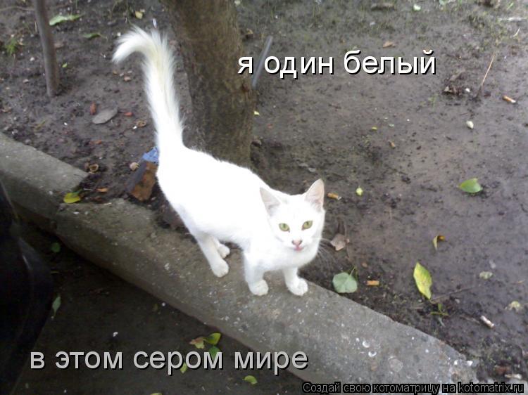 в этом сером мире я один белый... Котоматрица: в этом сером мире я один белый