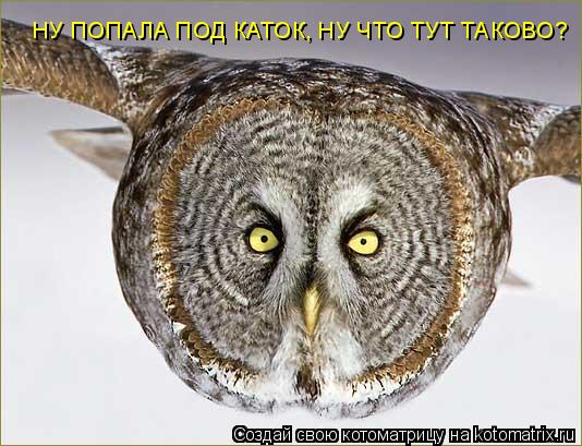 НУ ПОПАЛА ПОД КАТОК, НУ ЧТО ТУТ ТАКОВО?... Котоматрица: НУ ПОПАЛА ПОД КАТОК, НУ ЧТО ТУТ ТАКОВО?