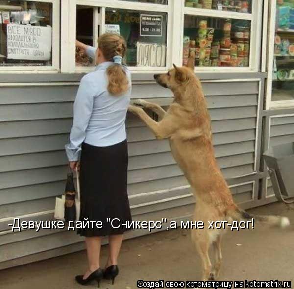 Котоматрица: -Девушке дайте "Сникерс",а мне хот-дог!