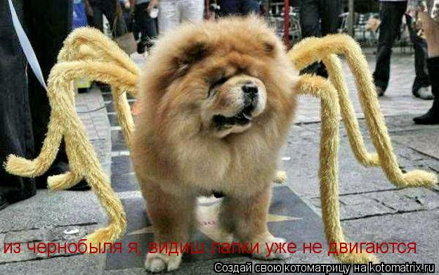 Котоматрица: из чернобыля я, видиш лапки уже не двигаются