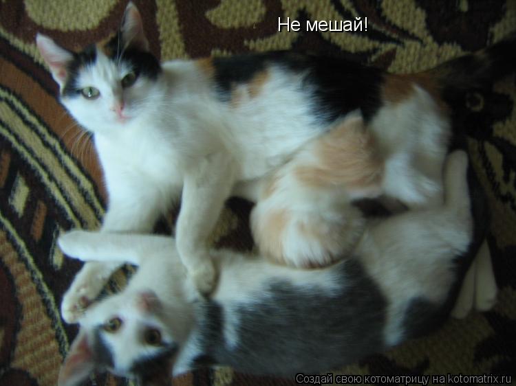 Котоматрица: Не мешай!