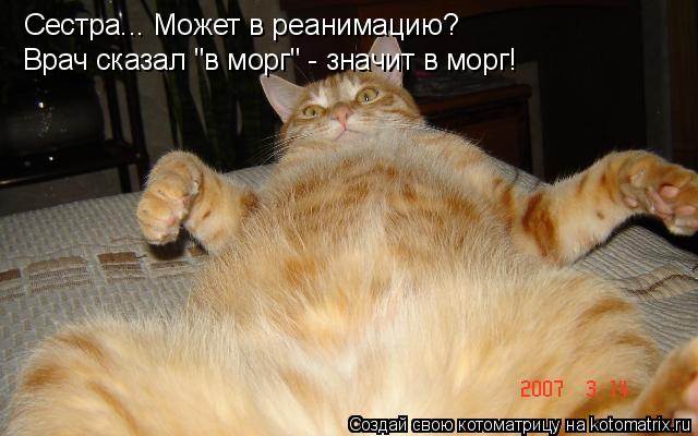 Котоматрица: Сестра... Может в реанимацию? Врач сказал "в морг" - значит в морг!