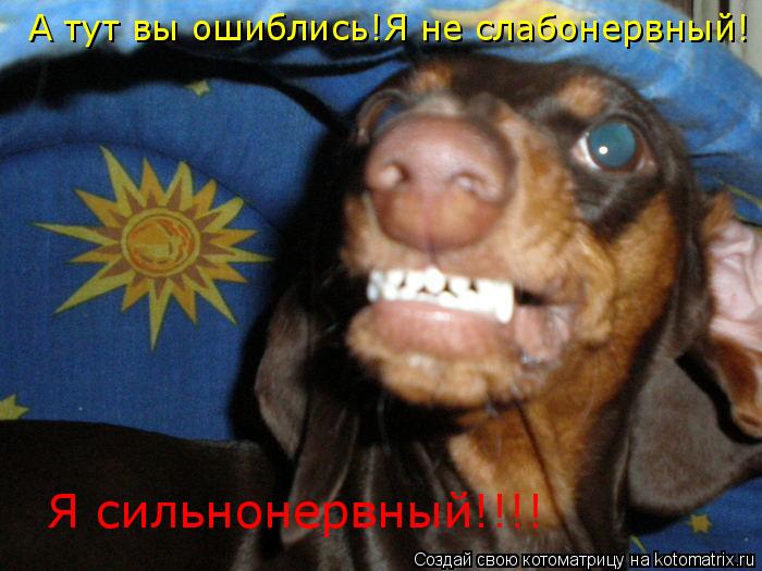 Котоматрица: А тут вы ошиблись!Я не слабонервный! Я сильнонервный!!!!