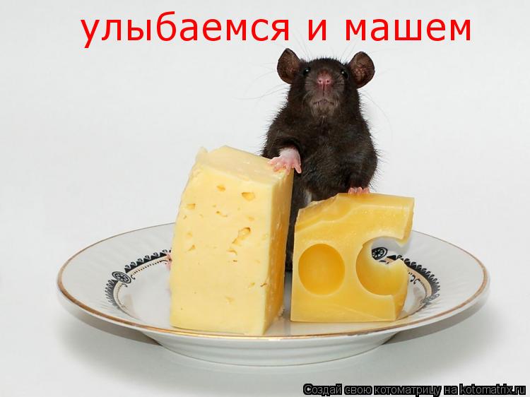 Котоматрица: улыбаемся и машем