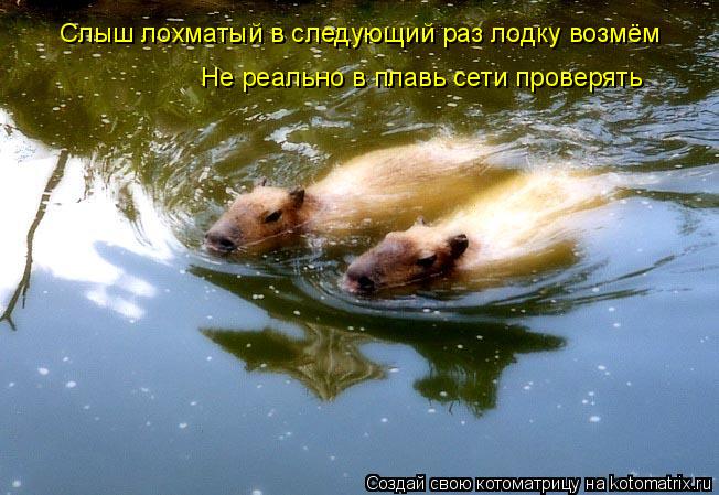 Котоматрица: Слыш лохматый в следующий раз лодку возмём Не реально в плавь сети проверять