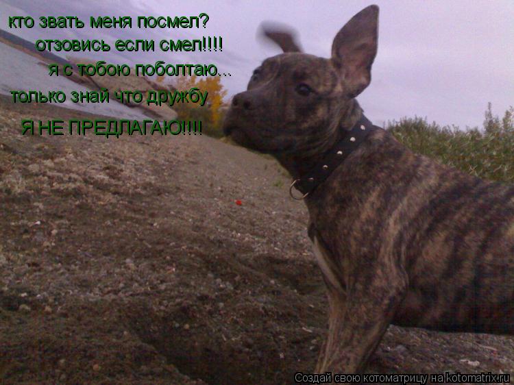 отзовись если смел!!!! я с тобою поболтаю... только знай что дружбу Я НЕ ПРЕДЛАГАЮ!!!! кто звать меня... Котоматрица: отзовись если смел!!!! я с тобою поболтаю... только знай что дружбу Я НЕ ПРЕДЛАГАЮ!!!! кто звать меня посмел?