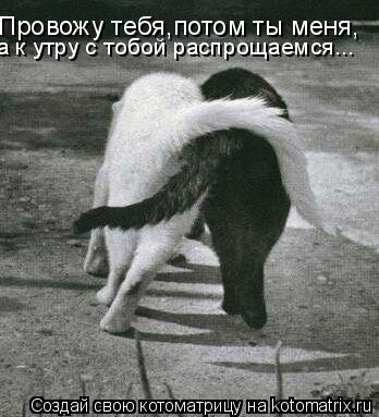 Котоматрица: Провожу тебя,потом ты меня, а к утру с тобой распрощаемся...