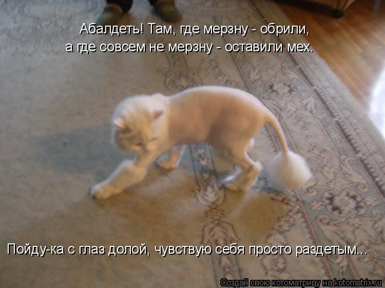 Абалдеть! Там, где мерзну - обрили, а где совсем не мерзну - оставили мех. Пойду-ка с глаз долой, чув... Котоматрица: Абалдеть! Там, где мерзну - обрили, а где совсем не мерзну - оставили мех. Пойду-ка с глаз долой, чувствую себя просто раздетым...
