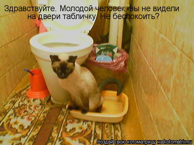 Котоматрица: Здравствуйте. Молодой человек, вы не видели на двери табличку  Не беспокоить?