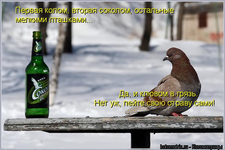 Котоматрица: Первая колом, вторая соколом, остальные мелкими пташками... Да, и клювом в грязь.  Нет уж, пейте свою отраву сами!