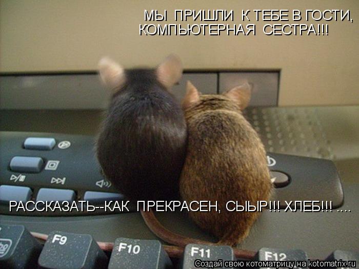 Котоматрица: МЫ  ПРИШЛИ  К ТЕБЕ В ГОСТИ,                                                                                                        К  СВОЕЙ  КОМПЬЮТЕР