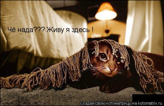 Чё нада??? Живу я здесь !... Котоматрица: Чё нада??? Живу я здесь !