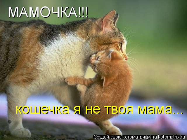 МАМОЧКА!!! кошечка я не твоя мама...... Котоматрица: МАМОЧКА!!! кошечка я не твоя мама...