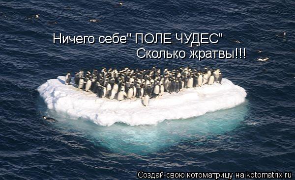 Ничего себе" ПОЛЕ ЧУДЕС" Сколько жратвы!!!... Котоматрица: Ничего себе" ПОЛЕ ЧУДЕС" Сколько жратвы!!!