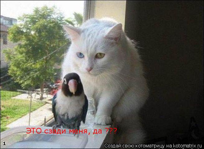 ЭТО сзади меня, да ???... Котоматрица: ЭТО сзади меня, да ???