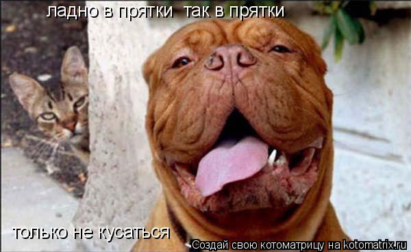 ладно в прятки так в прятки только не кусаться... Котоматрица: ладно в прятки так в прятки только не кусаться