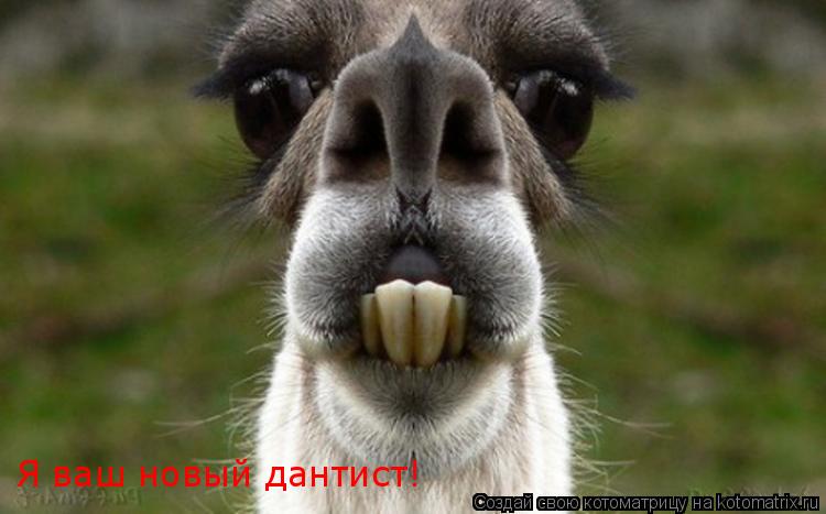 Я ваш новый дантист!... Котоматрица: Я ваш новый дантист!