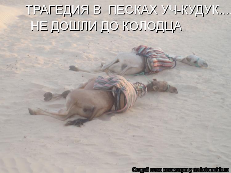 Котоматрица: ТРАГЕДИЯ В  ПЕСКАХ УЧ-КУДУК.... НЕ ДОШЛИ ДО КОЛОДЦА  НЕ ДОШЛИ ДО КОЛОДЦА