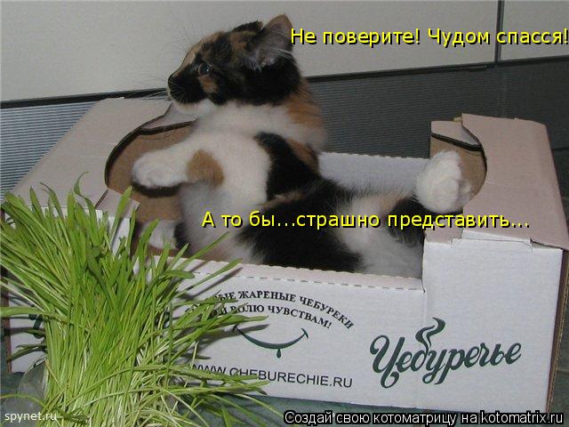 Не поверите! Чудом спасся! А то бы...страшно представить...... Котоматрица: Не поверите! Чудом спасся! А то бы...страшно представить...