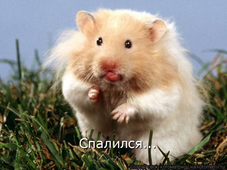 Спалился...... Котоматрица: Спалился...