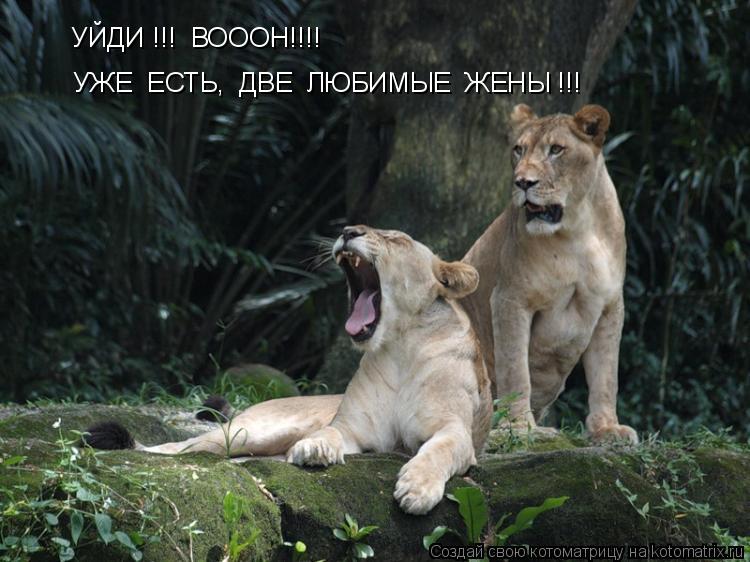 УЙДИ !!! ВОООН!!!! УЖЕ ЕСТЬ, ДВЕ ЛЮБИМЫЕ ЖЕНЫ !!!... Котоматрица: УЙДИ !!! ВОООН!!!! УЖЕ ЕСТЬ, ДВЕ ЛЮБИМЫЕ ЖЕНЫ !!!