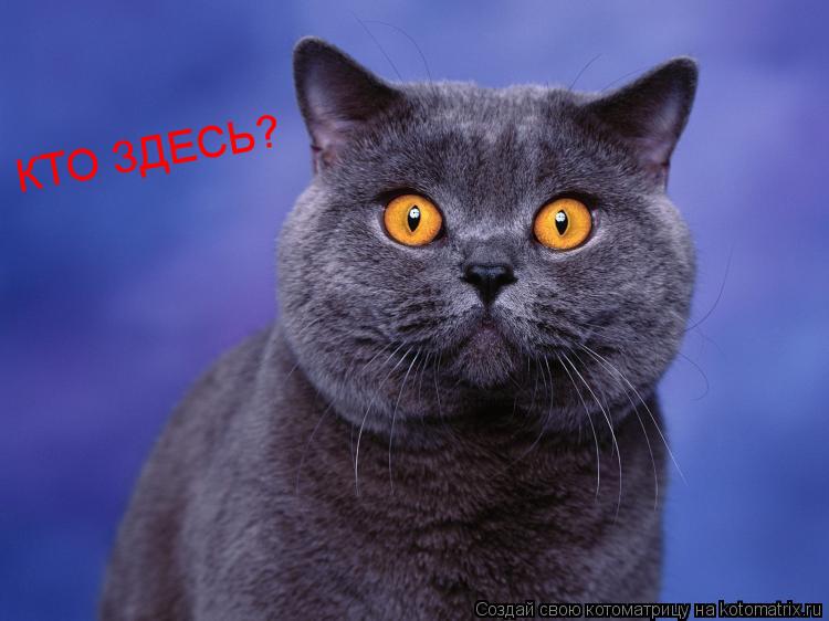 КТО ЗДЕСЬ?... Котоматрица: КТО ЗДЕСЬ?