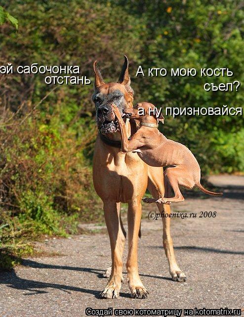 эй сабочонка отстань А кто мою кость съел? а ну призновайся!... Котоматрица: эй сабочонка отстань А кто мою кость съел? а ну призновайся!
