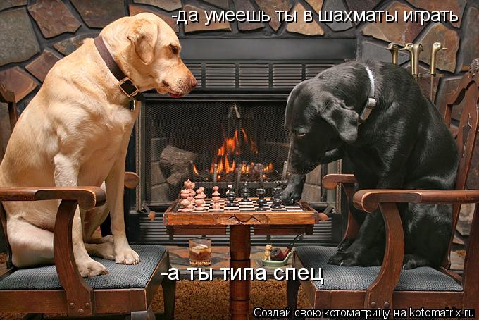 Котоматрица: -да умеешь ты в шахматы играть -а ты типа спец