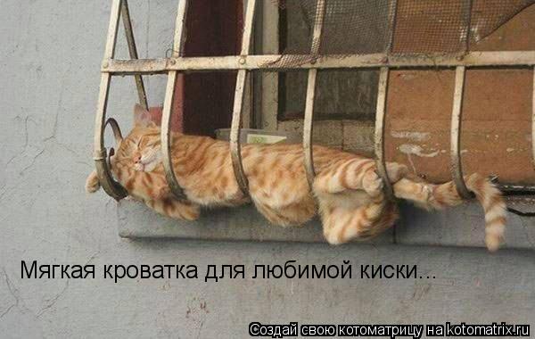 Мягкая кроватка для любимой киски...... Котоматрица: Мягкая кроватка для любимой киски...