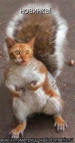 новинка!... Котоматрица: новинка!