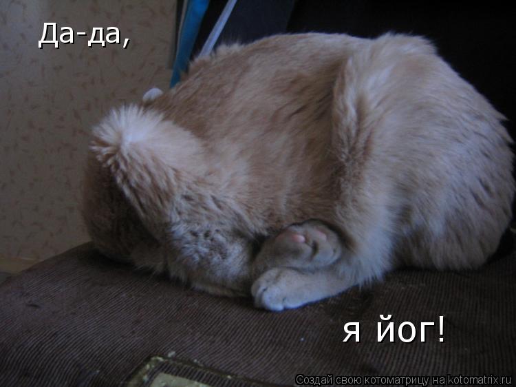 Котоматрица: Да-да, я йог!
