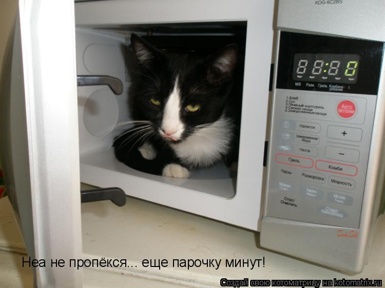 Неа не пропёкся... еще парочку минут!... Котоматрица: Неа не пропёкся... еще парочку минут!