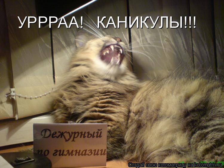 Котоматрица: УРРРАА!   КАНИКУЛЫ!!!
