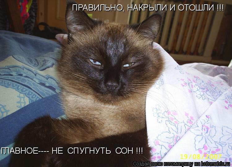ПРАВИЛЬНО, НАКРЫЛИ И ОТОШЛИ !!! ГЛАВНОЕ---- НЕ СПУГНУТЬ СОН !!!... Котоматрица: ПРАВИЛЬНО, НАКРЫЛИ И ОТОШЛИ !!! ГЛАВНОЕ---- НЕ СПУГНУТЬ СОН !!!