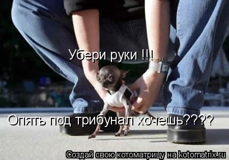 Убери руки !!! Опять под трибунал хочешь????... Котоматрица: Убери руки !!! Опять под трибунал хочешь????