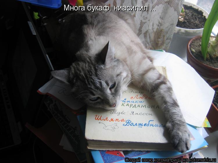 Котоматрица: Многа букаф, ниасилил ...