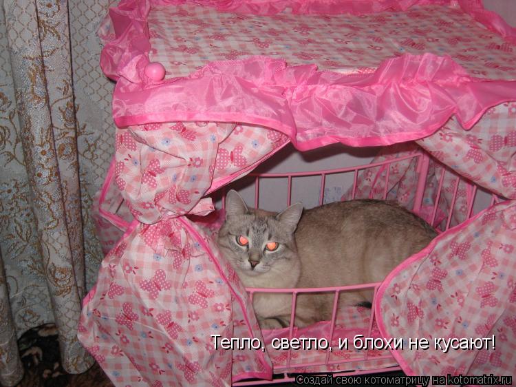 Котоматрица: Тепло, светло, и блохи не кусают!