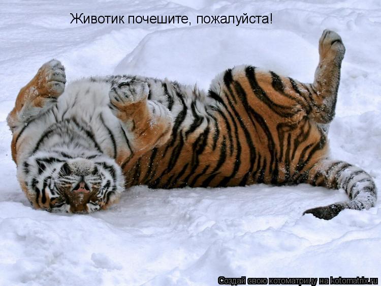 Животик почешите, пожалуйста!... Котоматрица: Животик почешите, пожалуйста!