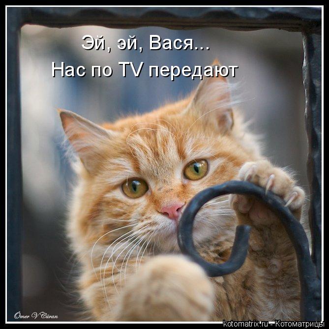 Эй, эй, Вася... Нас по TV передают... Котоматрица: Эй, эй, Вася... Нас по TV передают
