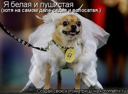 Я белая и пушистая (хотя на самом деле седая и волосатая.)... Котоматрица: Я белая и пушистая (хотя на самом деле седая и волосатая.)
