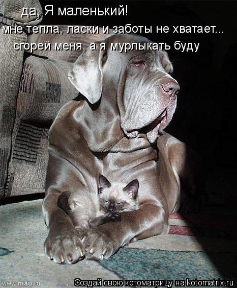 да, Я маленький! мне тепла, ласки и заботы не хватает... сгорей меня, а я мурлыкать буду... Котоматрица: да, Я маленький! мне тепла, ласки и заботы не хватает... сгорей меня, а я мурлыкать буду